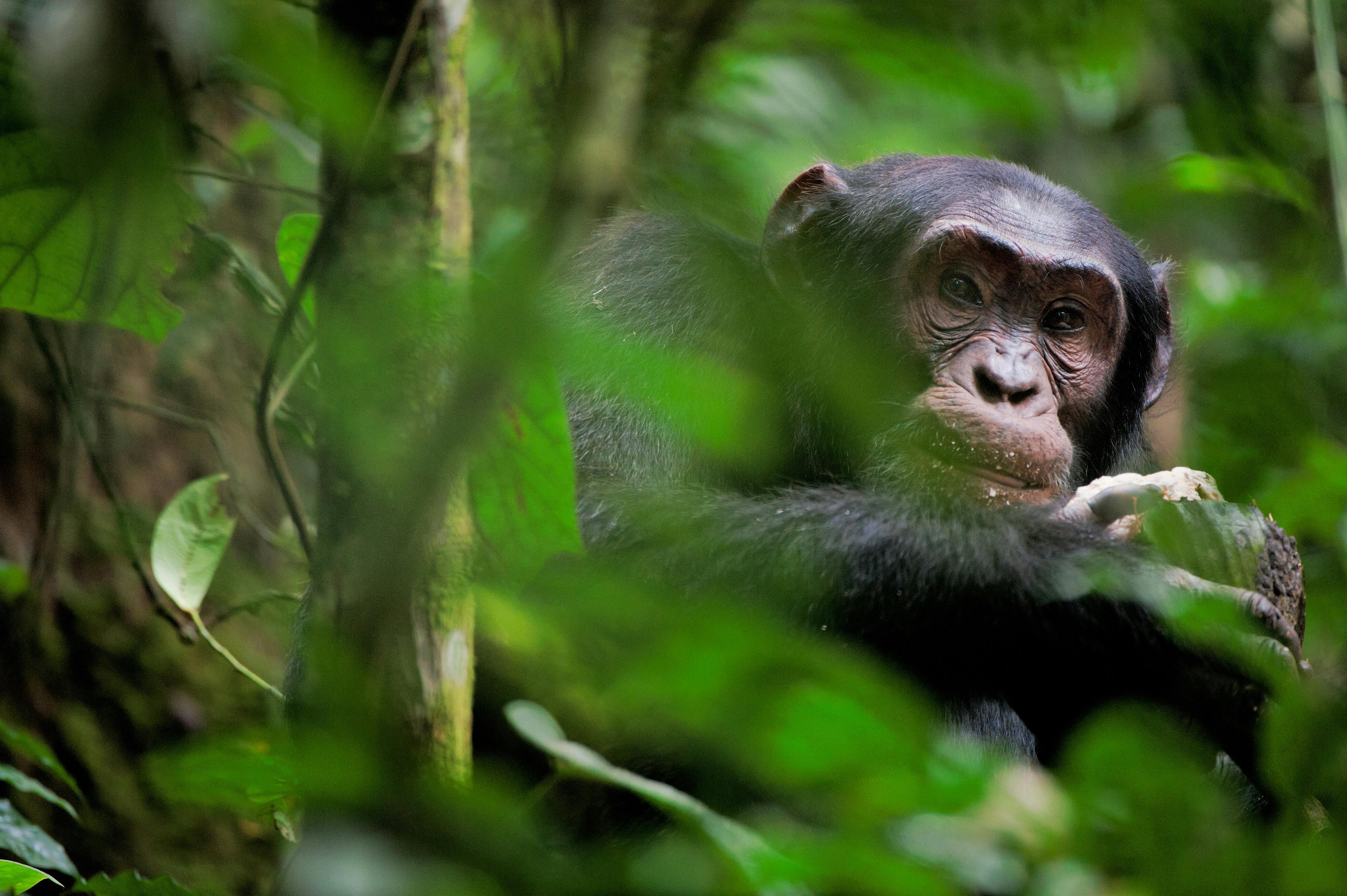 Обезьяна обитание. Место обитания шимпанзе. Обезьяна в естественной среде. Шимпанзе фото. Обезьяны в джунглях.