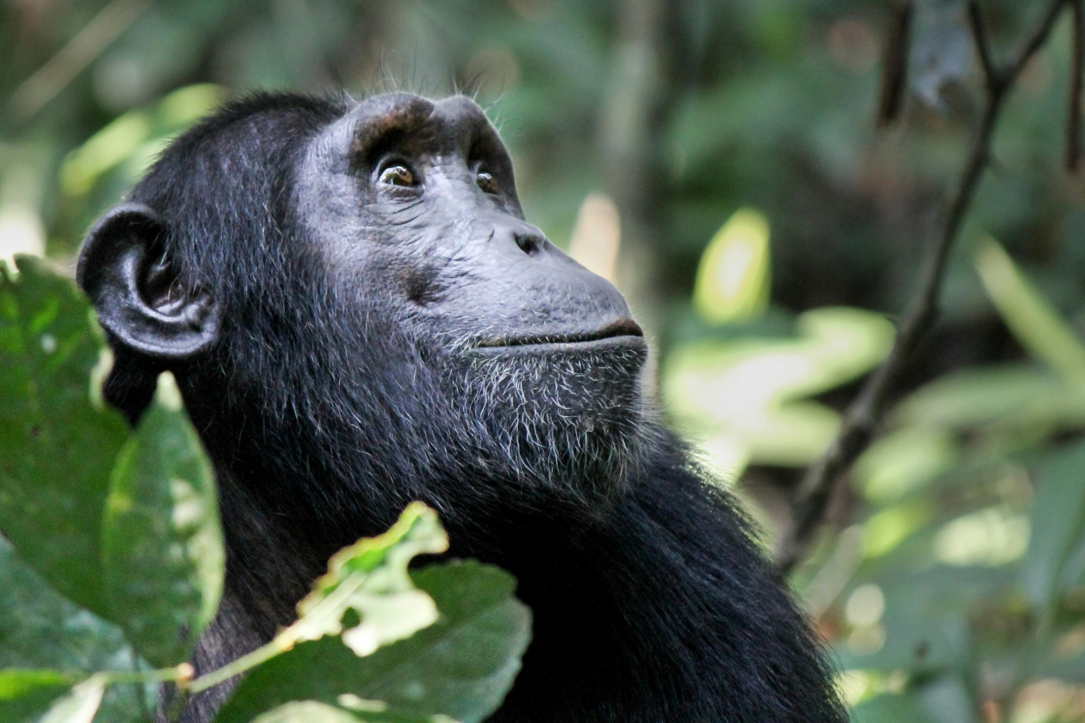 Chimpansee Eden en Botanische Tuinen tour vanuit Hazyview