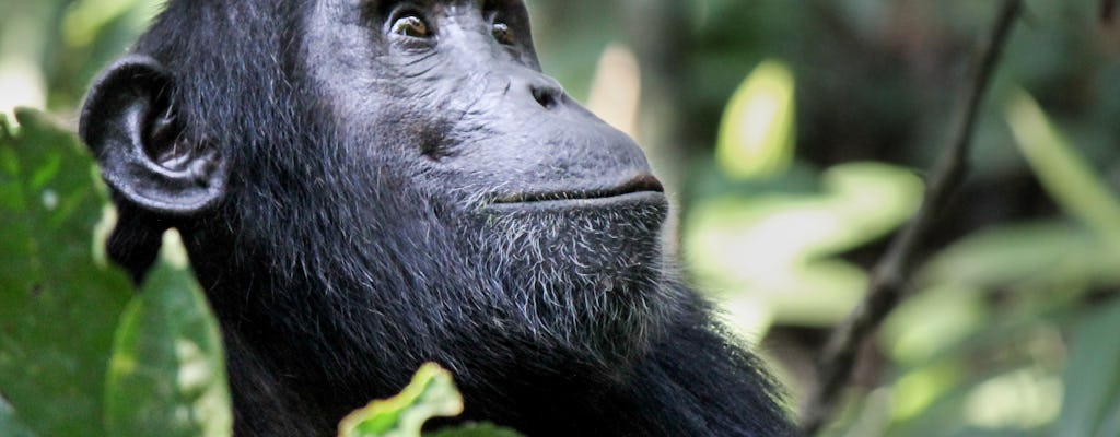 Chimpansee Eden en Botanische Tuinen tour vanuit Hazyview