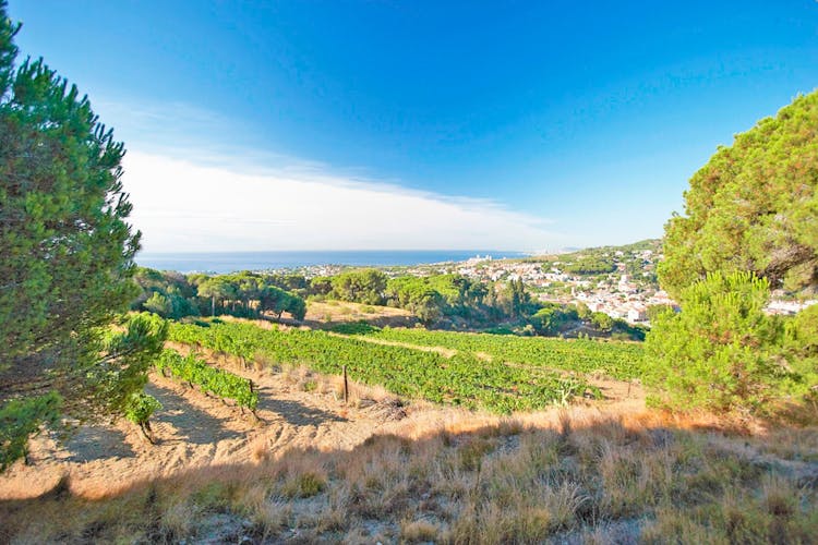 eBike Adventure from Barcelona Coastline to the vineyards, winery tour and wine tasting