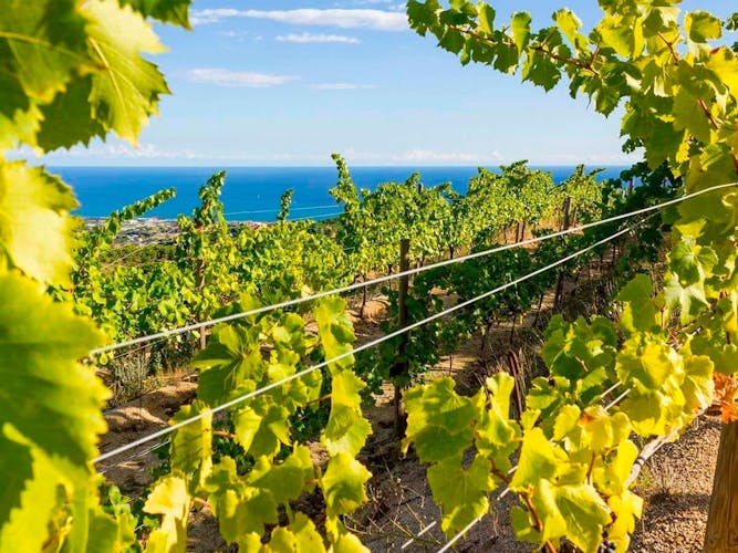 eBike Adventure from Barcelona Coastline to the vineyards, winery tour and wine tasting