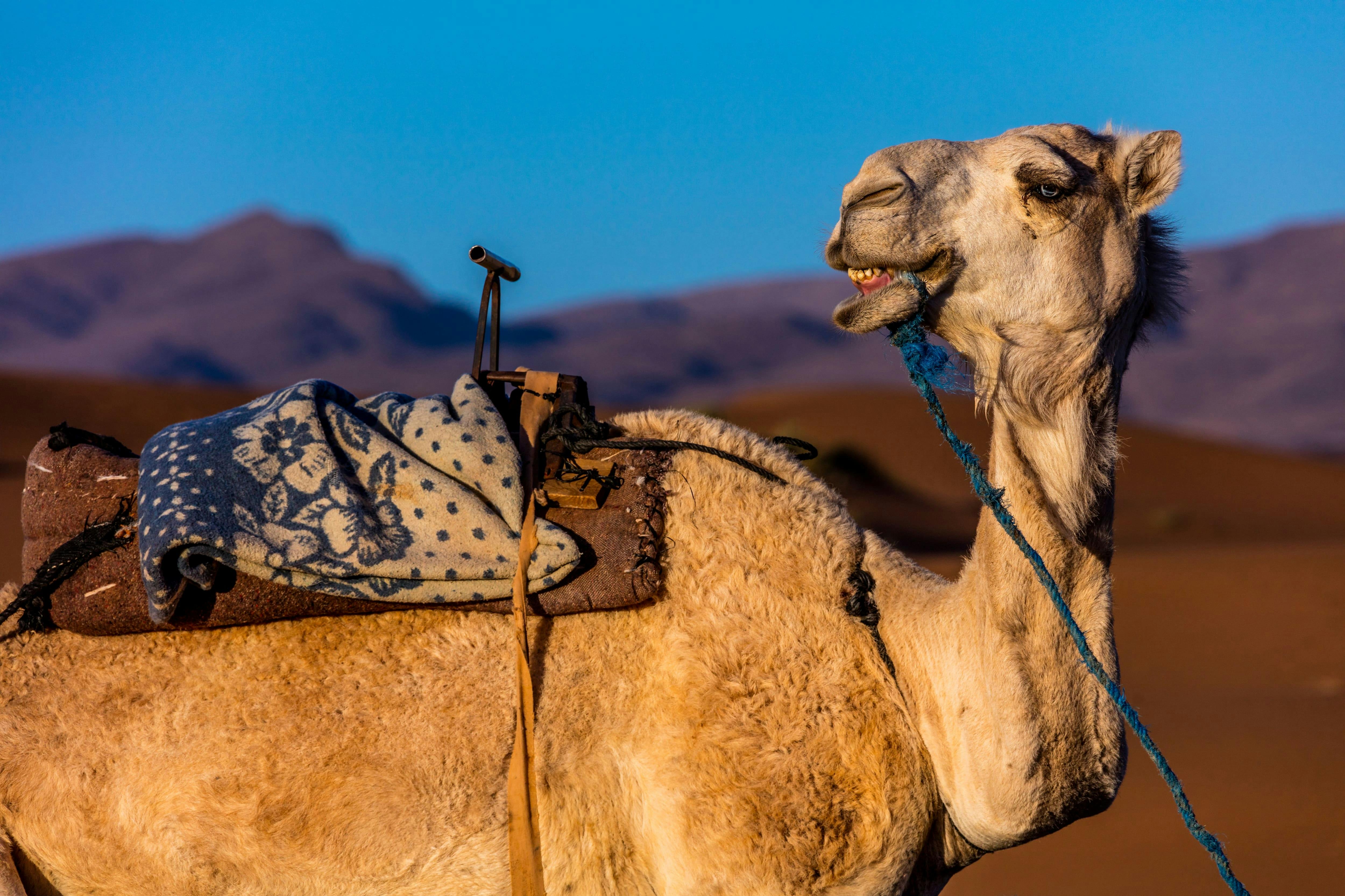 Marrakesch Kamelreiten