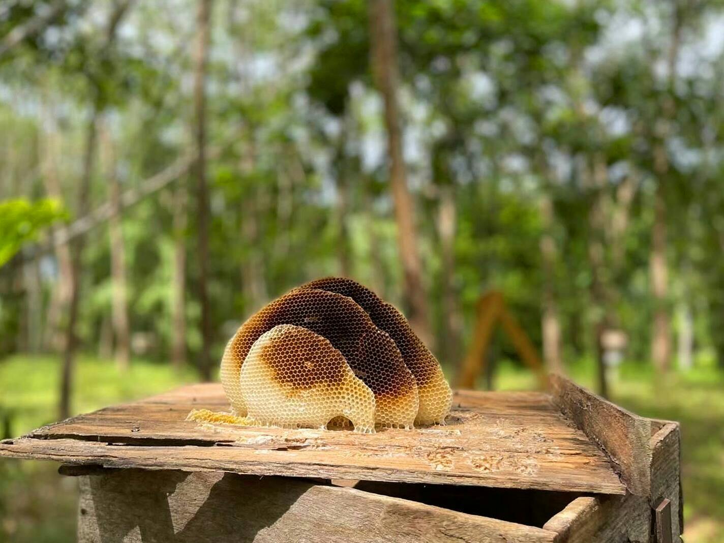 Full Day Krabi Tour with Kayaking & Bee Farm Visit