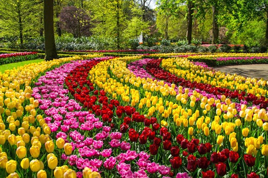 Tour guidato in bicicletta di Keukenhof e dei campi di fiori