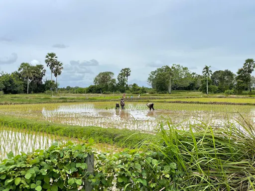 Half-Day Cycling Tour of Koh Klang
