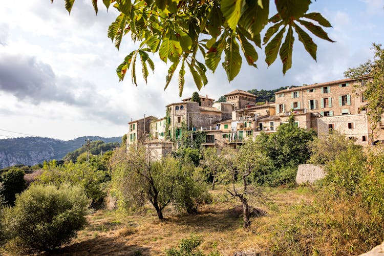 Authentic Majorca Almond Blossom Tour