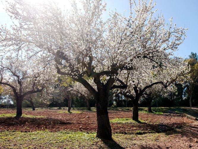 Authentic Majorca Almond Blossom Tour