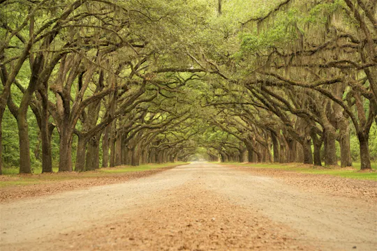 Wormsloe Historic Site and Bonaventure Cemetery Tour