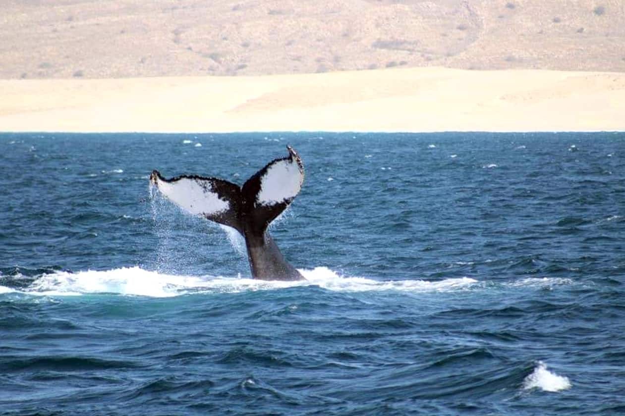 Whale Watching Cruise