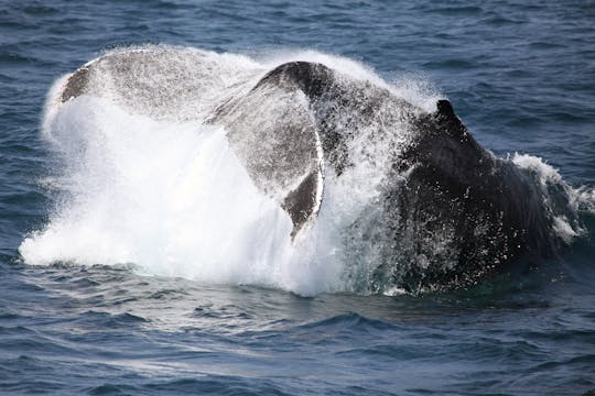 Whale Watching Cruise