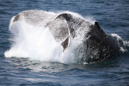 Walvissen Spotten Cruise