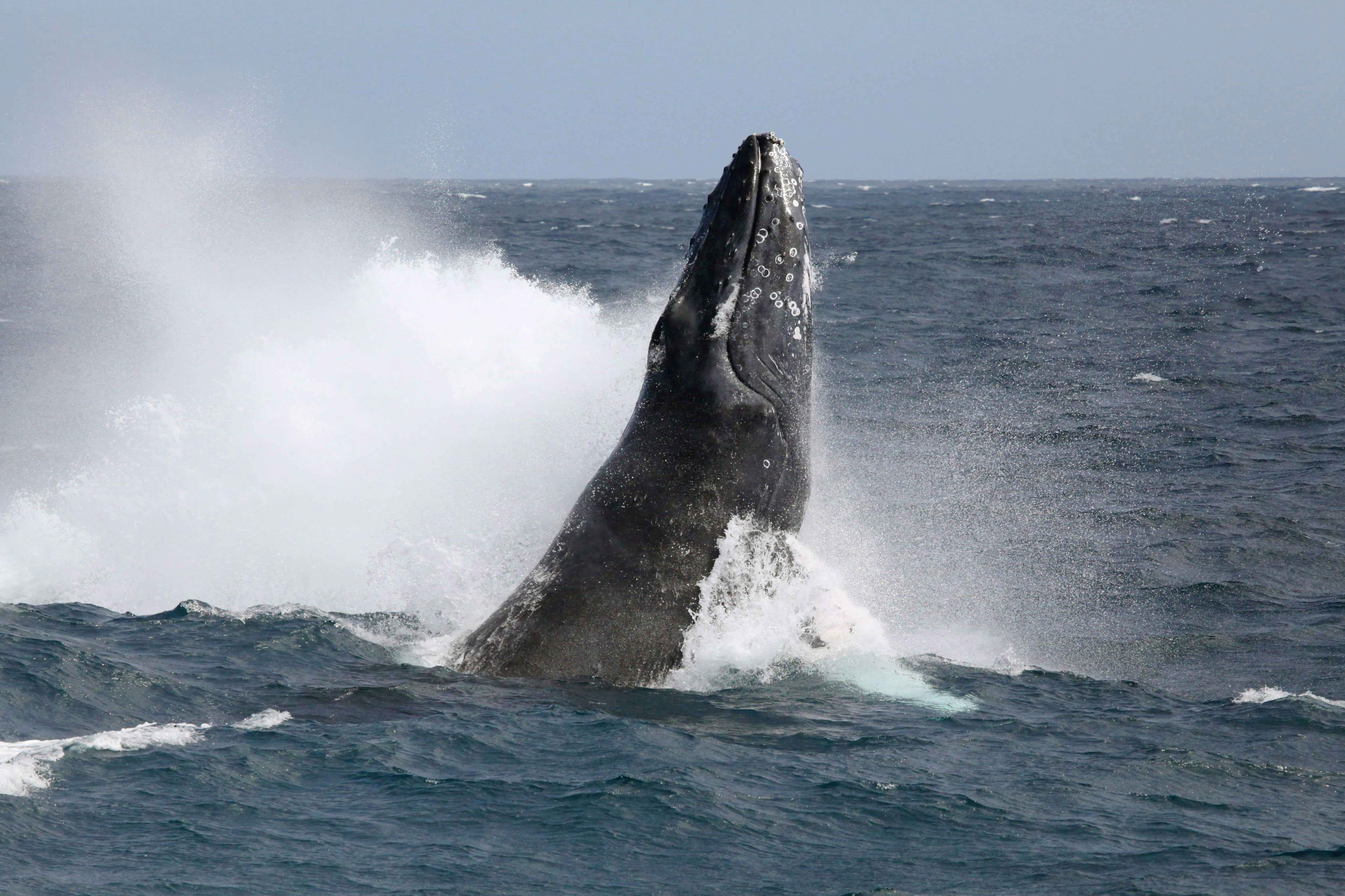 Whale Watching Cruise