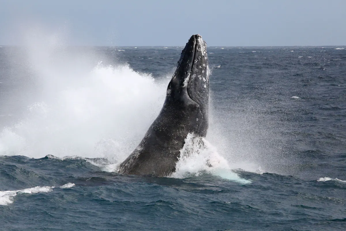 Whale Watching Cruise