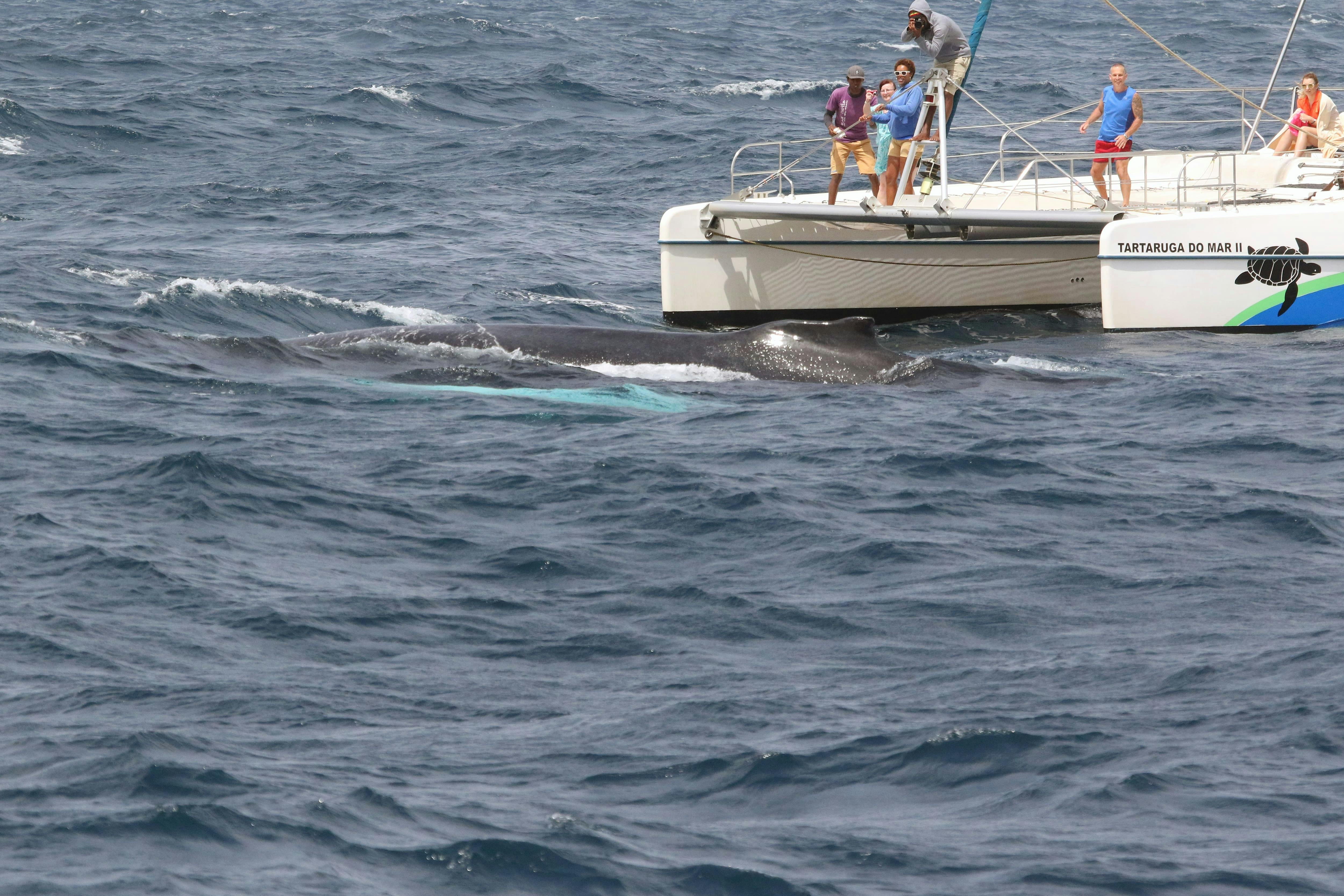 Whale Watching Cruise