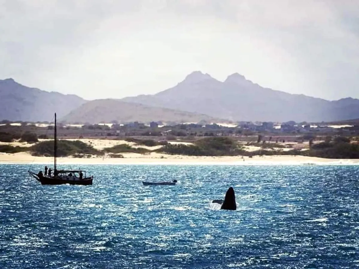 Gelidonya Whale Watching Tour