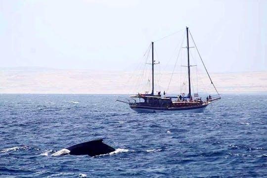 Gelidonya Walvis Spotten