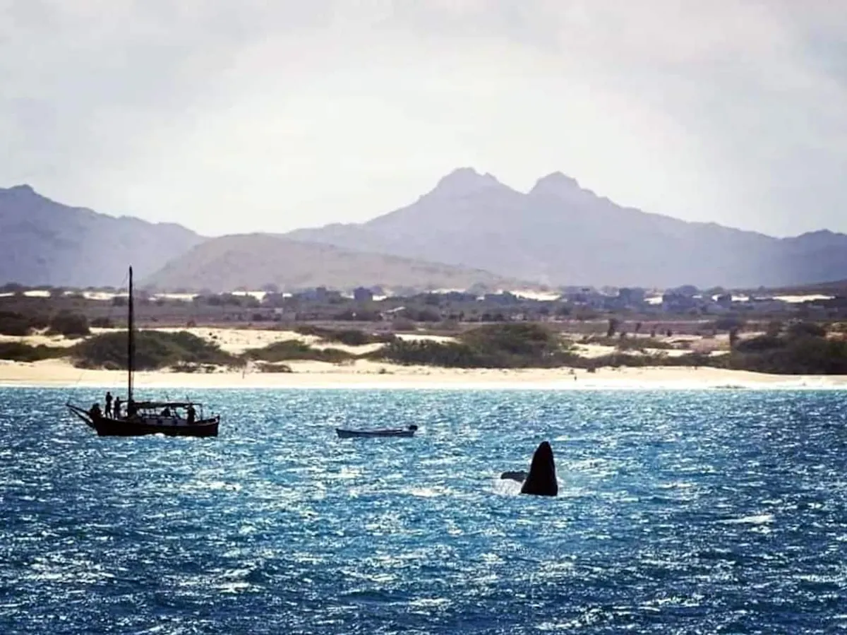 Gelidonya Whale Watching Tour