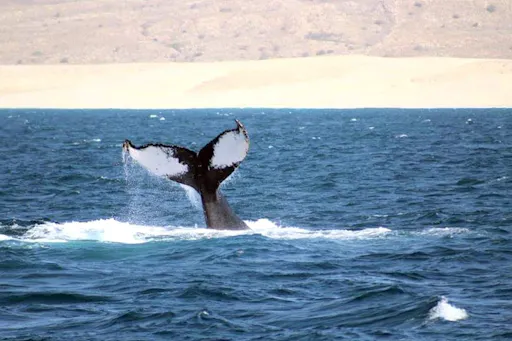 Gelidonya Whale Watching Tour
