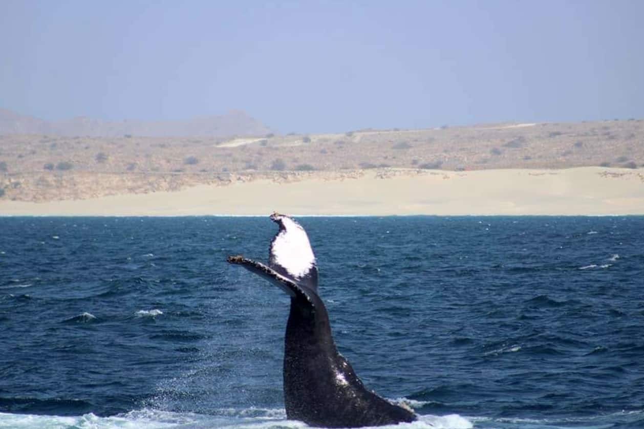 Gelidonya Whale Watching Tour