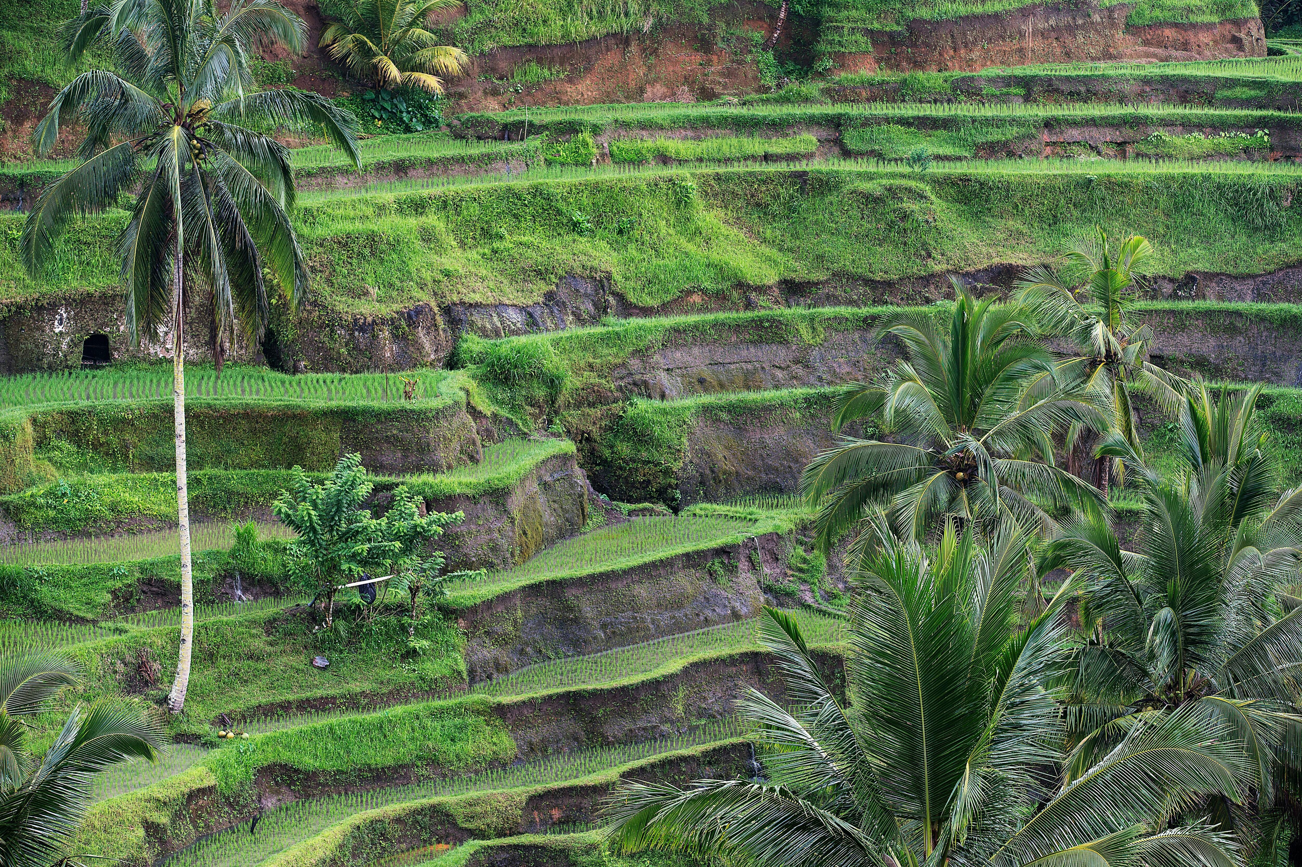 Tegalalang Rice Terraces STEP Walking Tour