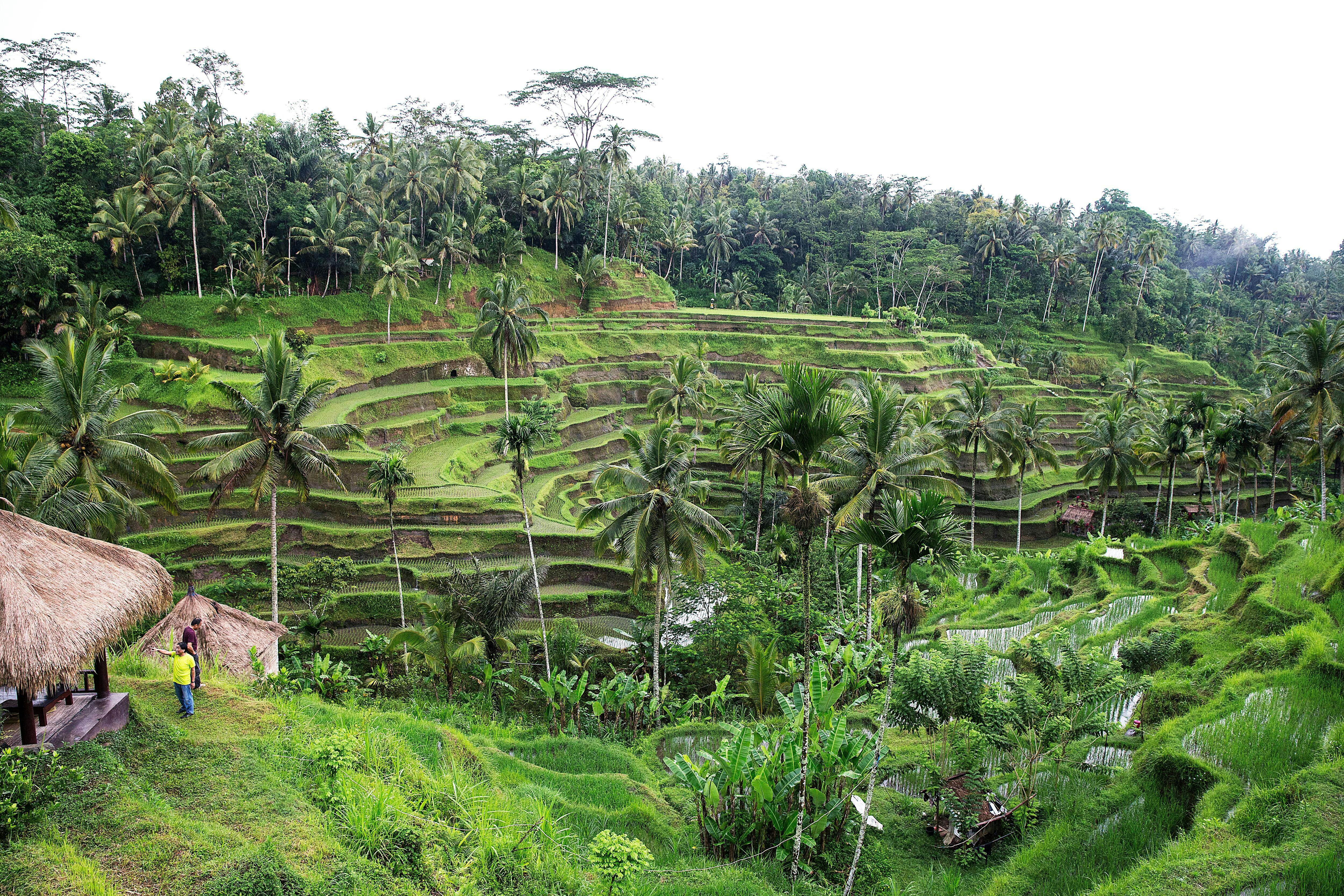 Tegalalang Rice Terraces STEP Walking Tour