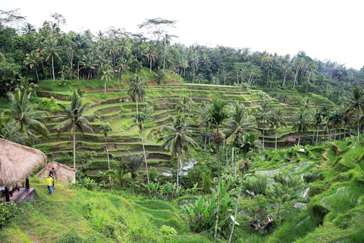 Tegalalang Rice Terraces STEP Walking Tour