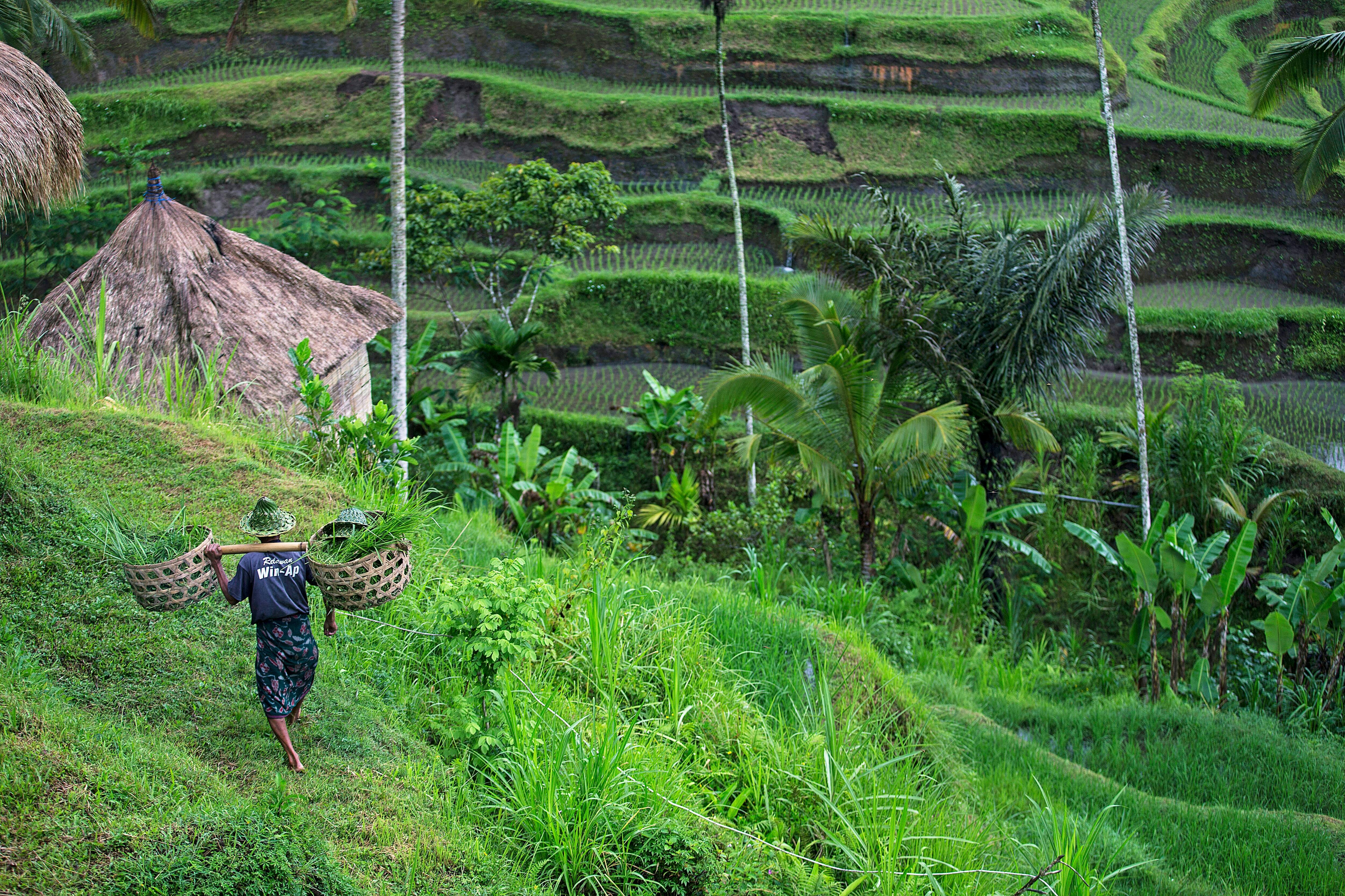 Tegalalang Rice Terraces STEP Walking Tour