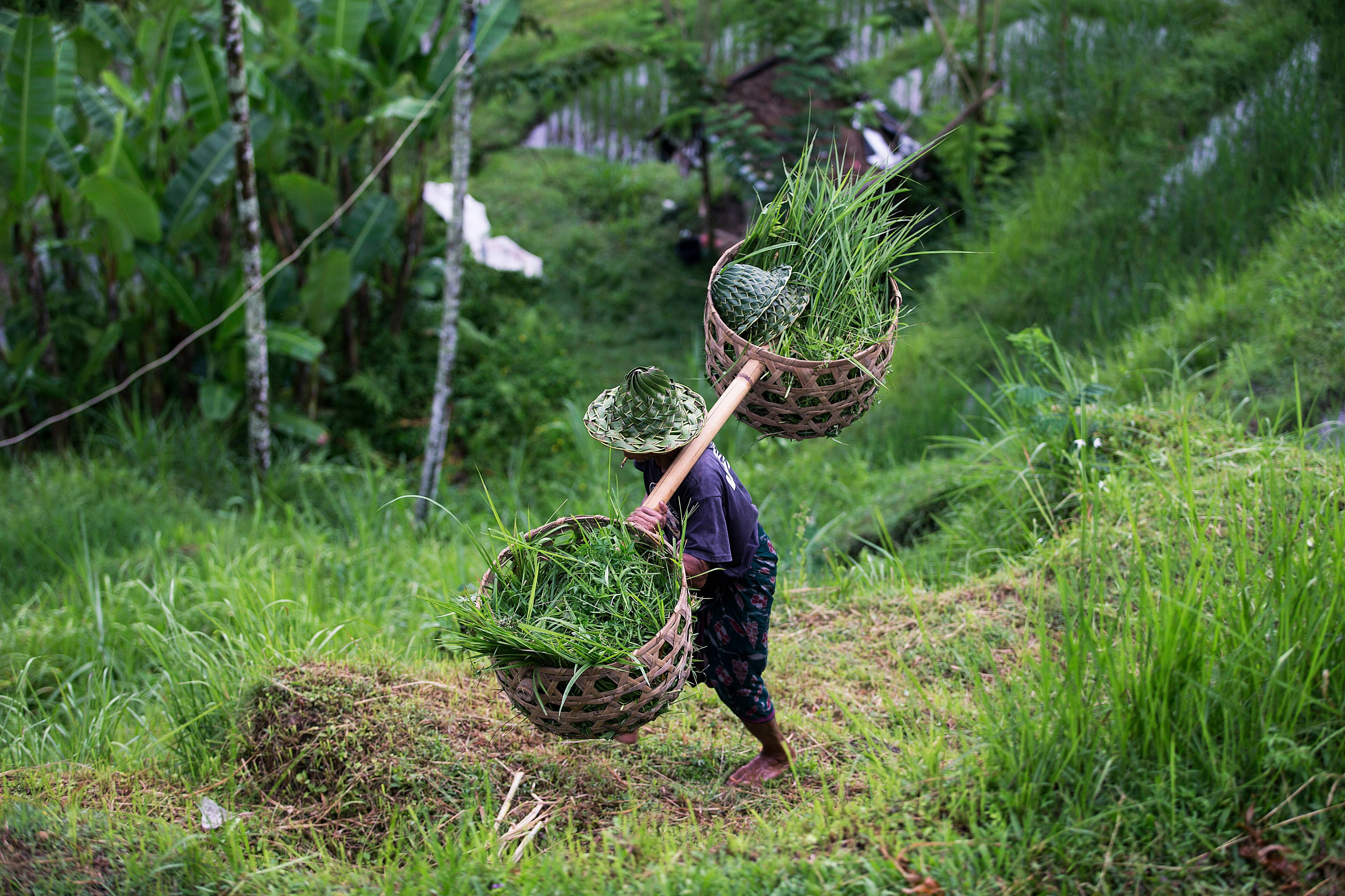 Tegalalang Rice Terraces STEP Walking Tour