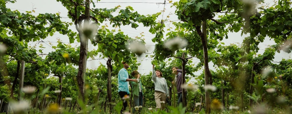 Tour di un'intera giornata ai vigneti di Txakoli, Zumaia e Getaria