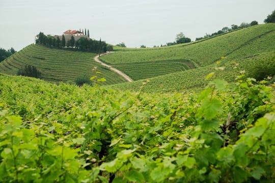 Baskische kaas en txakoli-wijnervaring