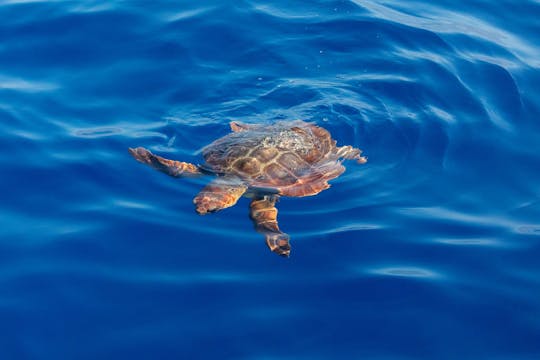 Croisière familiale en bateau sur l'île aux tortues à Zante