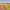 Flower Bulb Region