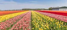Flower Bulb Region