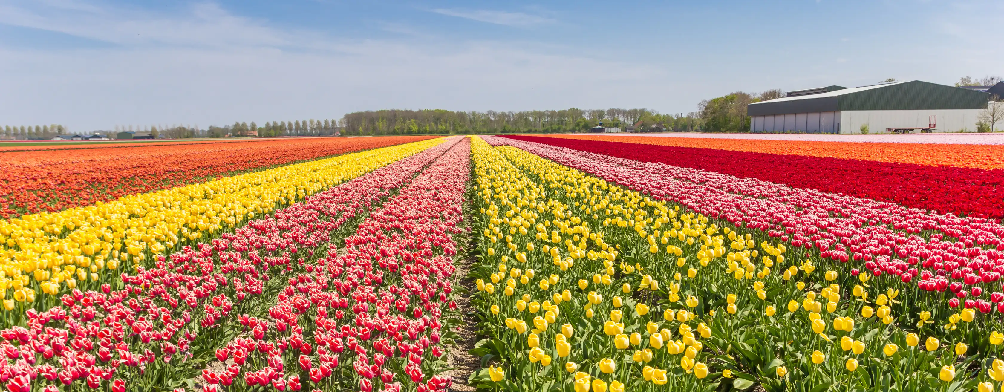 Bollenstreek tickets en tours