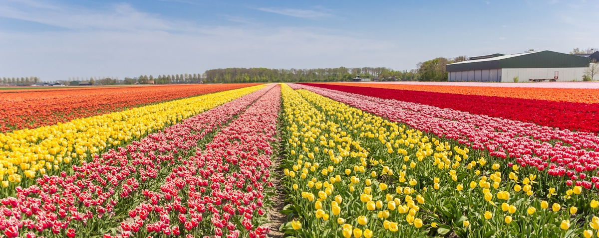 Flower bulb region tours and activities