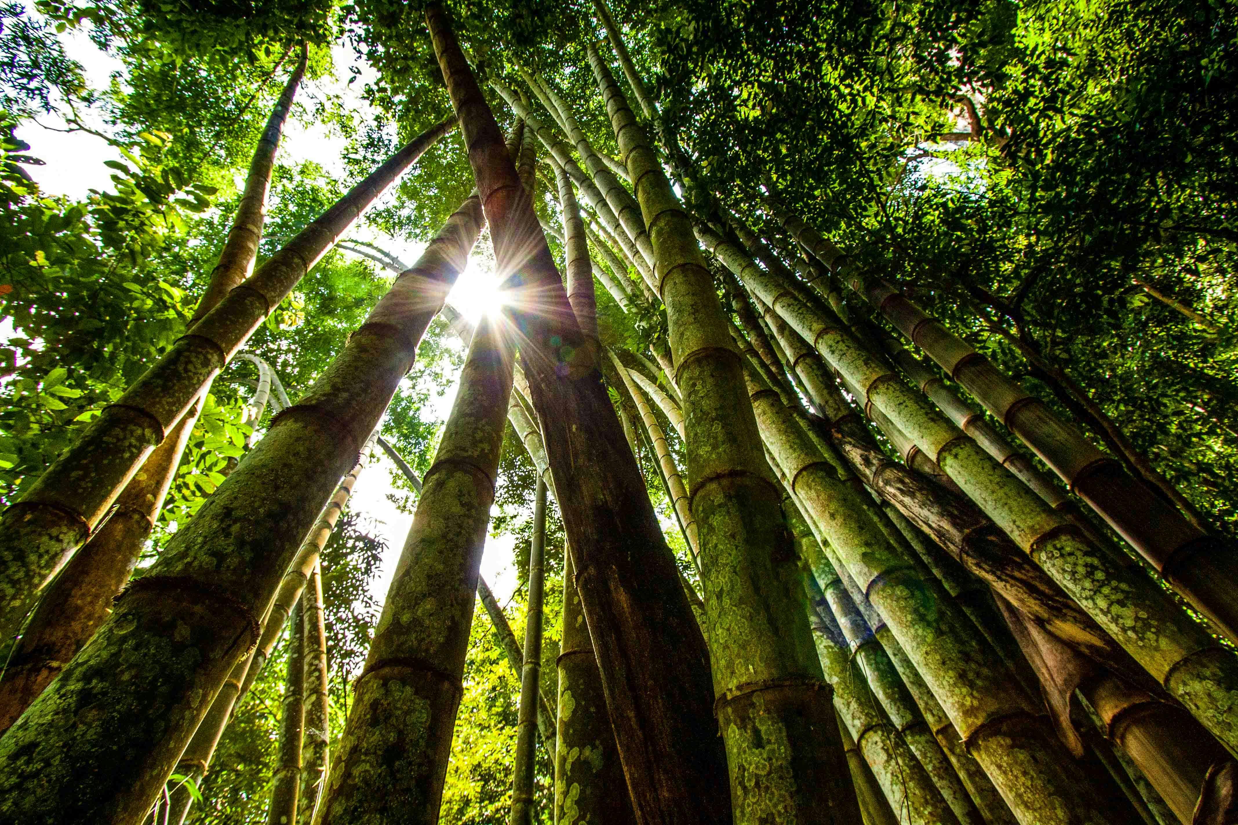 Khao Sok National Park Tour