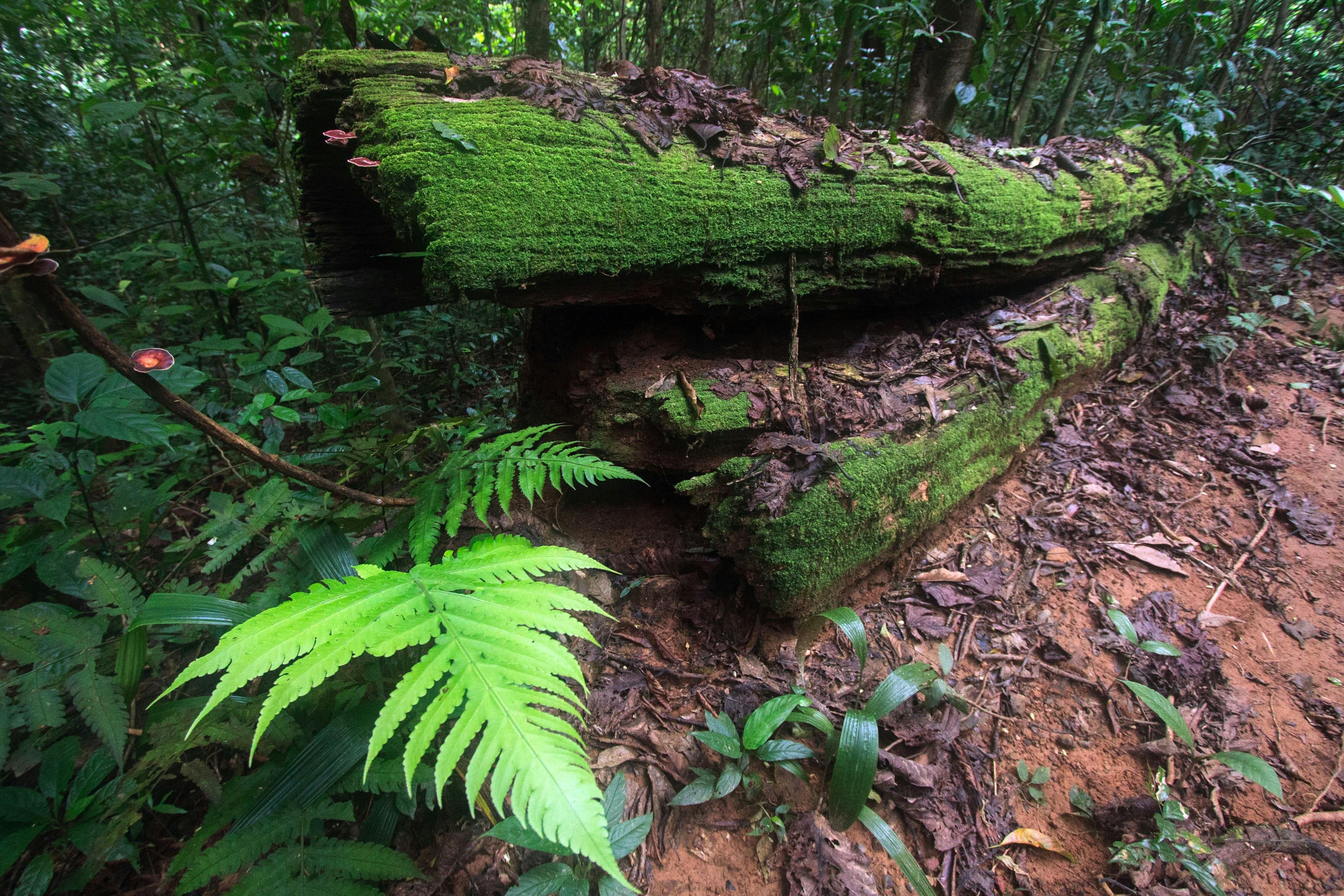 Khao Lak Off-road Safari