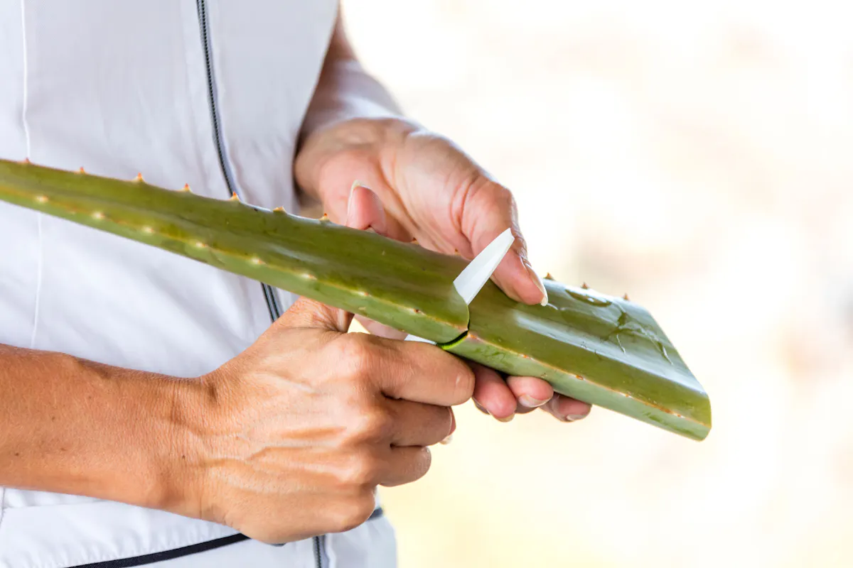 Fuerteventura Small Group Tour with tapas and wine