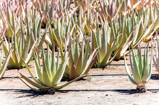 Fuerteventura Small Group Tour with tapas and wine
