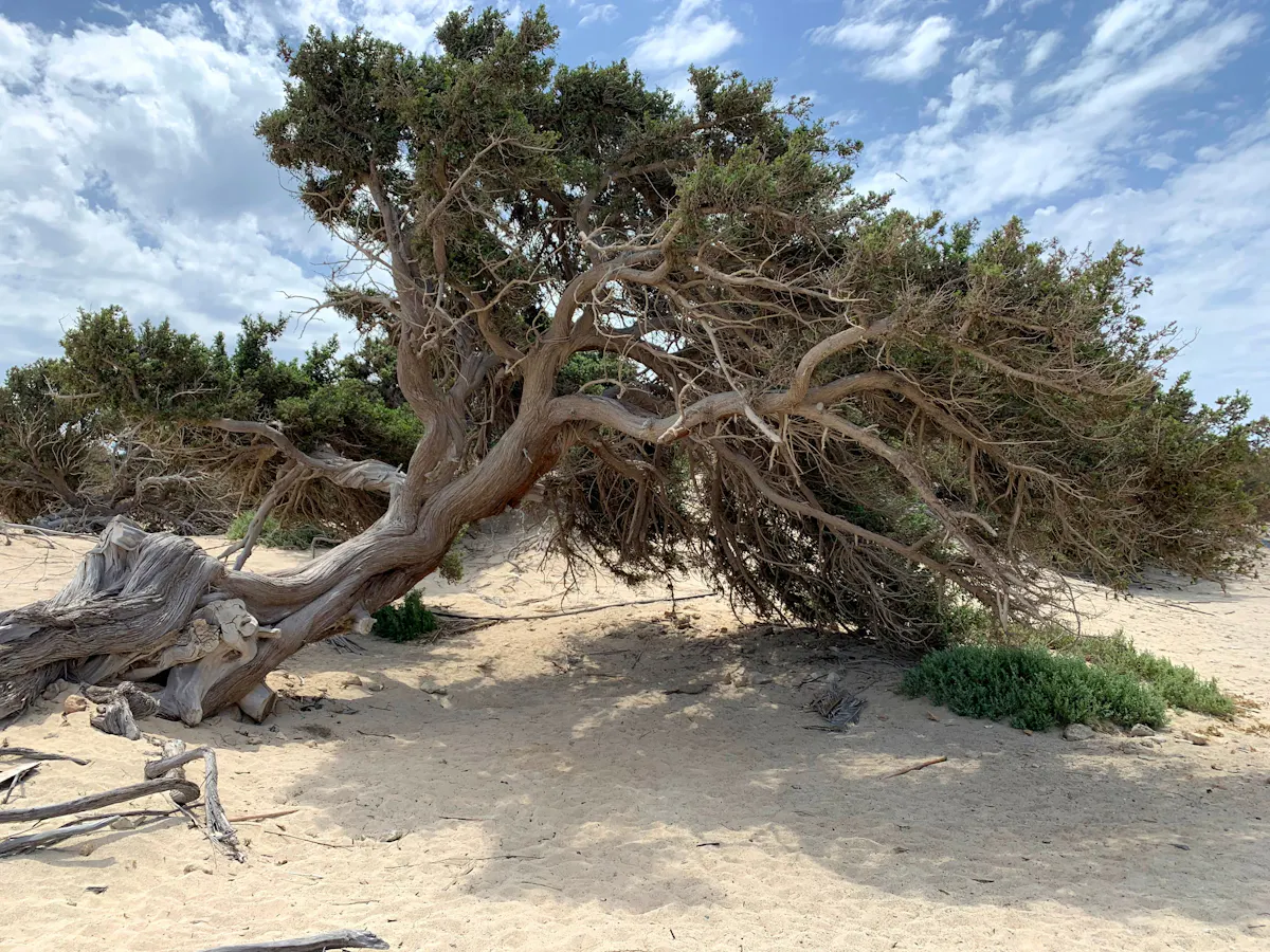 Chrissi Island from Mikri Poli Resort