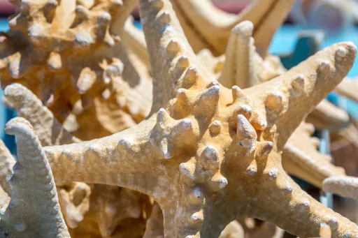 Chrissi Island from Mikri Poli Resort