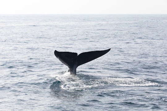 Whale-watching tour with La Farola & Bacardi Island