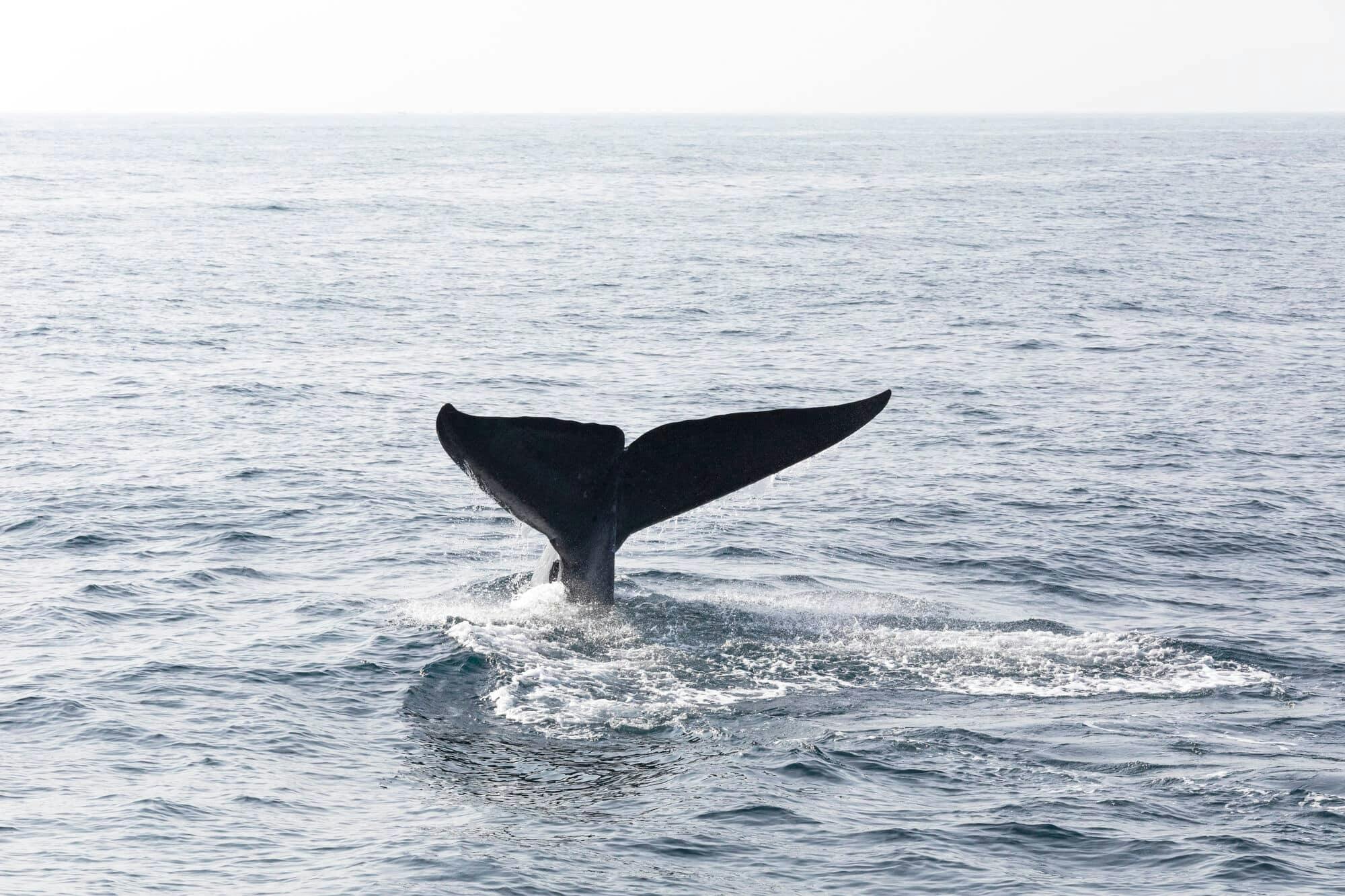 Tour di osservazione delle balene con La Farola e l'Isola Bacardi