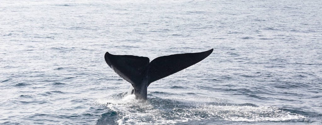 Tour de avistamiento de ballenas con La Farola y la isla Bacardí
