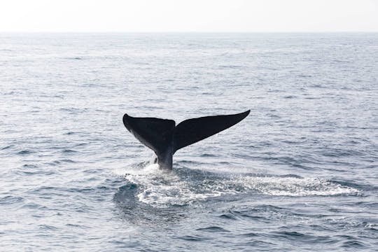 Tour di osservazione delle balene con La Farola e l'Isola Bacardi