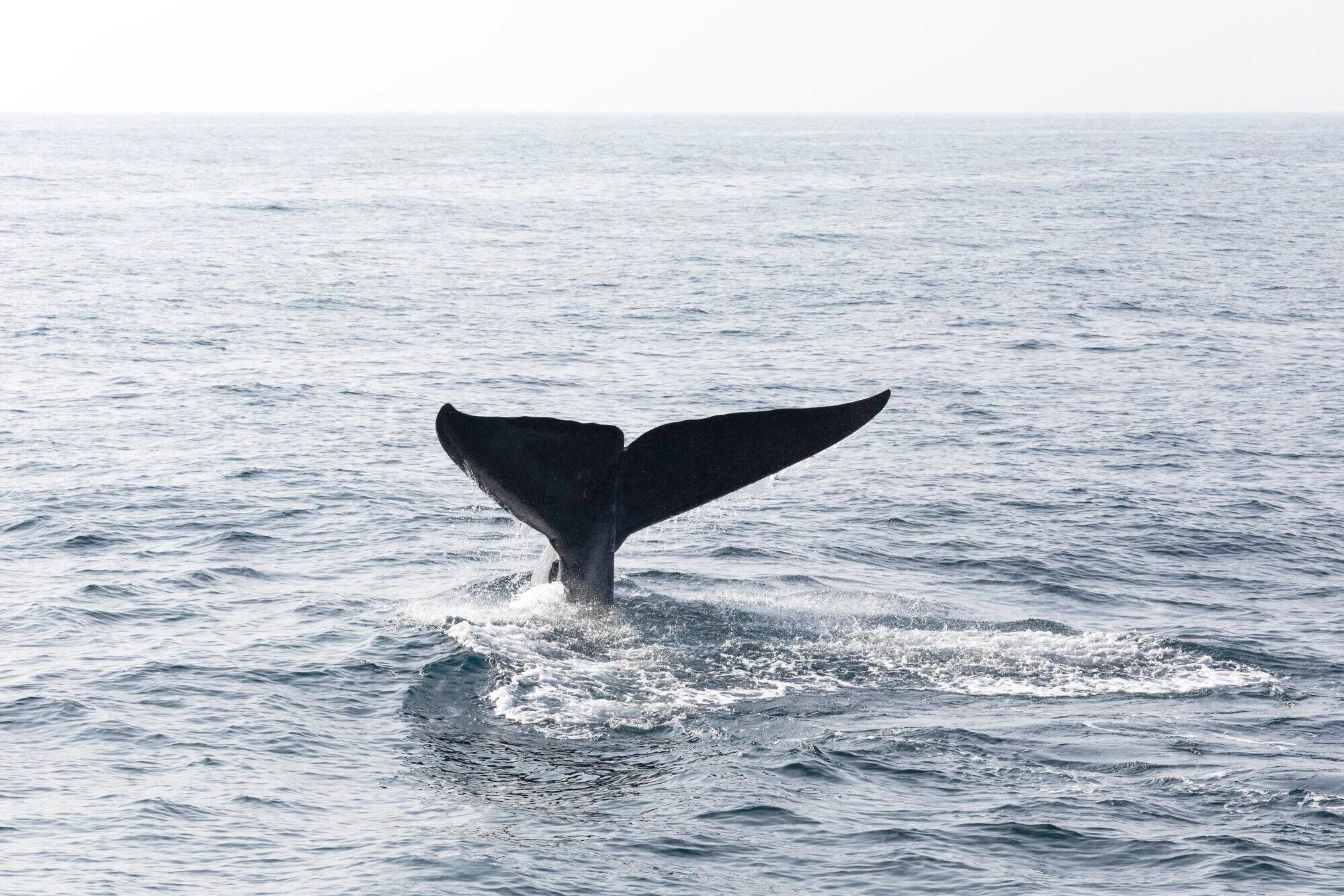 Walvissen Spotten met La Farola & Bacardi Island