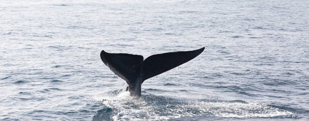 Walvissen Spotten met La Farola & Bacardi Island