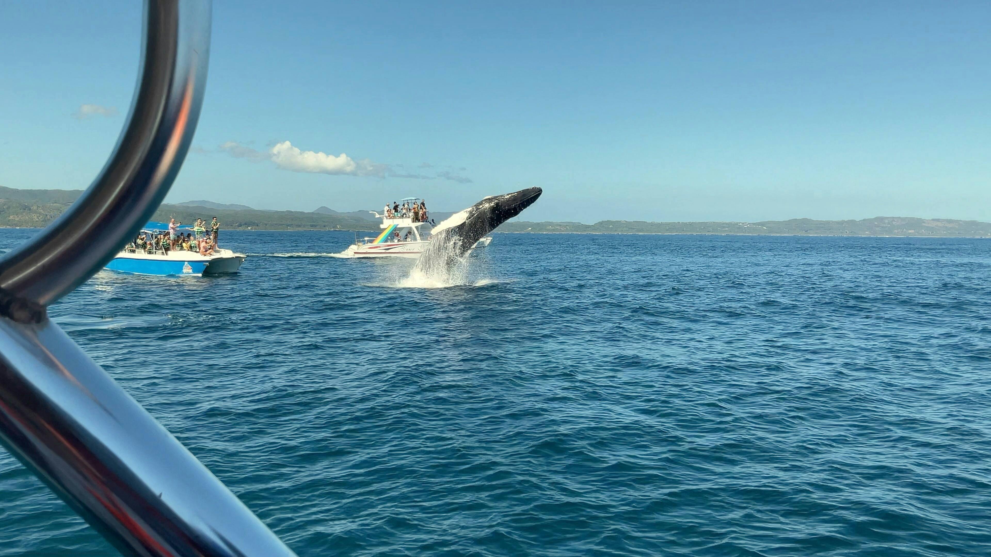 Whale Watching Tour with La Farola & Bacardi Island