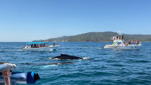 Whale Watching Tour with La Farola & Bacardi Island