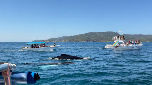 Whale Watching Tour with La Farola & Bacardi Island